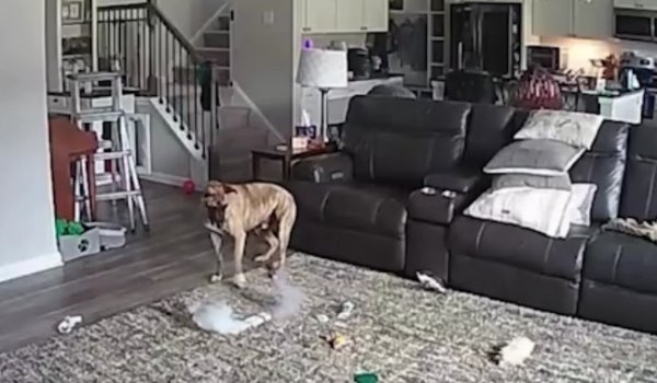 Собака-кусака и аккумулятор