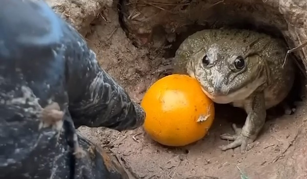 Жаба задушила