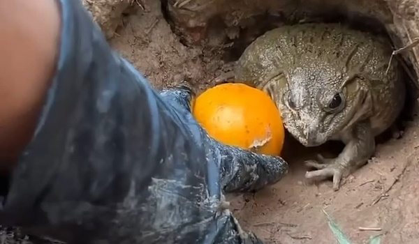 Жаба задушила