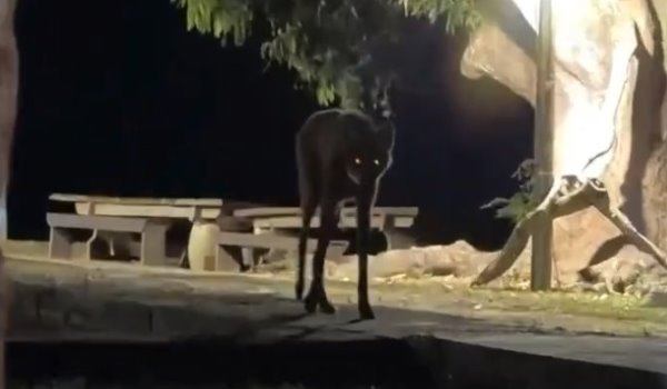 Ужасный жуткий страшный монстр